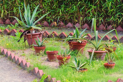 Large cactus landscape in a public park