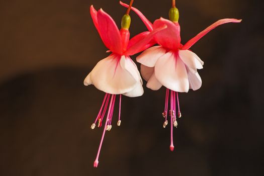 Group of Fuchsia flowers in macro on a dark background.