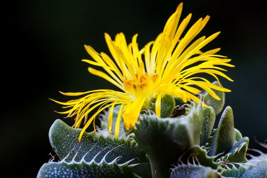 Yellow flower of the Tiger's Jaw (Faucaria tigrina), an interesting succulent originating from the Eastern Cape, South Africa.