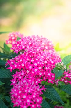 The background image of the colorful flowers, background nature