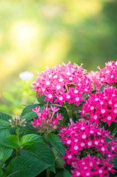 The background image of the colorful flowers, background nature