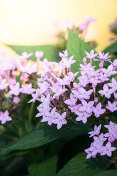 The background image of the colorful flowers, background nature