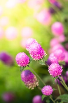 The background image of the colorful flowers, background nature