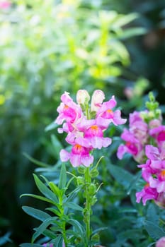 The background image of the colorful flowers, background nature