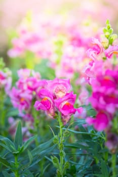 The background image of the colorful flowers, background nature