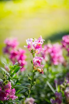 The background image of the colorful flowers, background nature