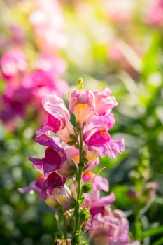 The background image of the colorful flowers, background nature