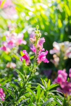 The background image of the colorful flowers, background nature