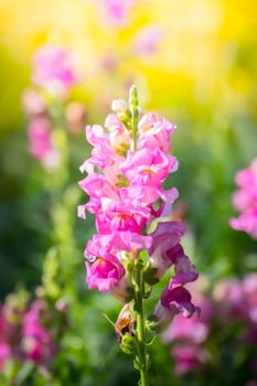 The background image of the colorful flowers, background nature