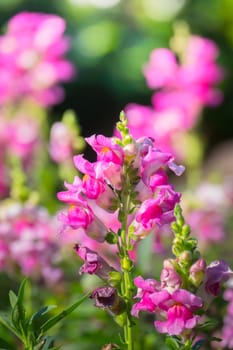 The background image of the colorful flowers, background nature