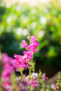 The background image of the colorful flowers, background nature