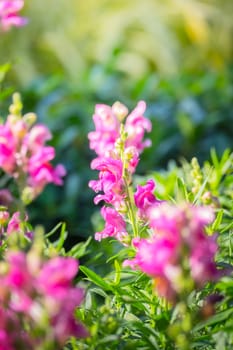 The background image of the colorful flowers, background nature