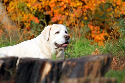 the nice yellow labrador in the park in autumn