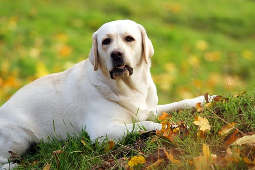 a nice cute yellow labrador in the park in autumn