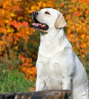 nice cute yellow labrador in the park in autumn