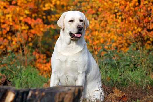 nice yellow labrador in the park in autumn close up