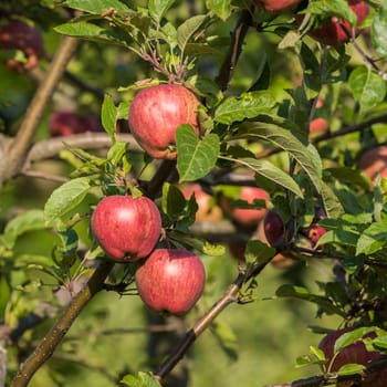 Natural red apples without any treatment hanging on the branch in the apple orchard during the autumn.