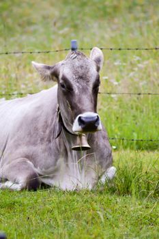 Gray cow with a bell lying in the grass on a hill from a Tyrolean mountain in Austria
