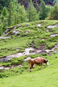Cow with a huge pi who grazes on a mountain pass of a Tyrolean mountain in Austria