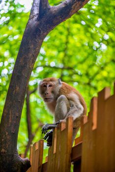 Vertical portrait of a monkey on the fence in the tropics