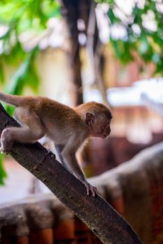 little baby monkey on a tree branch outdoors