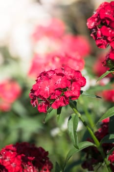 The background image of the colorful flowers, background nature