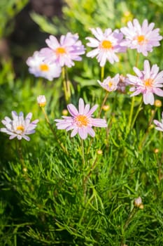 The background image of the colorful flowers, background nature