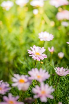 The background image of the colorful flowers, background nature