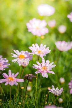 The background image of the colorful flowers, background nature