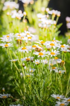 The background image of the colorful flowers, background nature