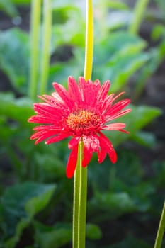 The background image of the colorful flowers, background nature