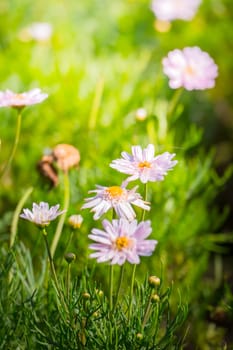 The background image of the colorful flowers, background nature