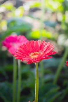 The background image of the colorful flowers, background nature