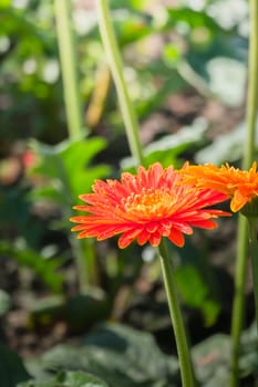 The background image of the colorful flowers, background nature