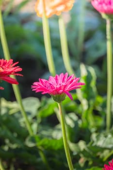 The background image of the colorful flowers, background nature