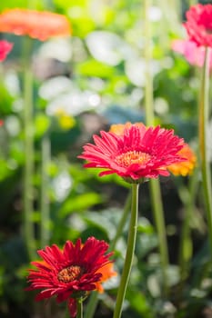 The background image of the colorful flowers, background nature