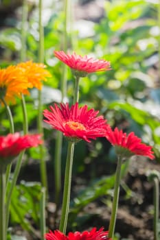 The background image of the colorful flowers, background nature