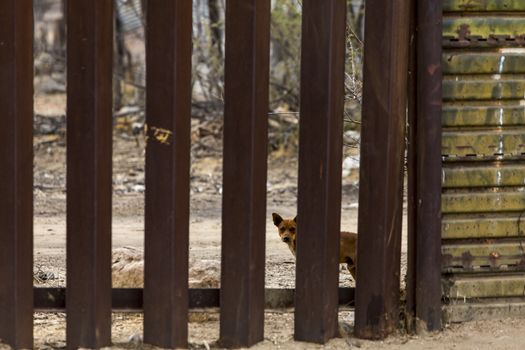 A dog on the Mexican side of the United States border wall looking north through the wall