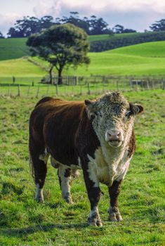 Bull in the paddock during the day in Tasmania countryside.