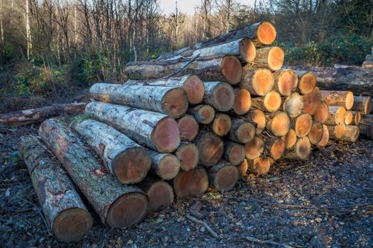 Sunlit Stack of Logs in the Forest