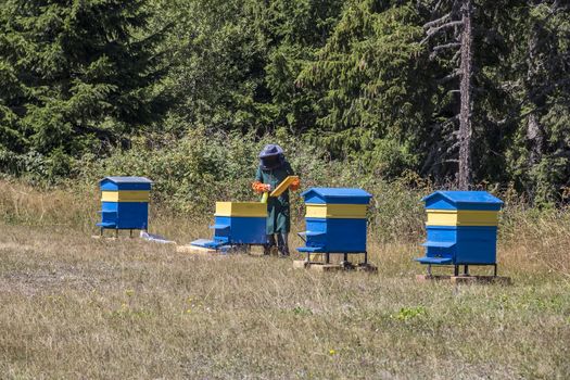 A man works in an apiary collecting bee honey