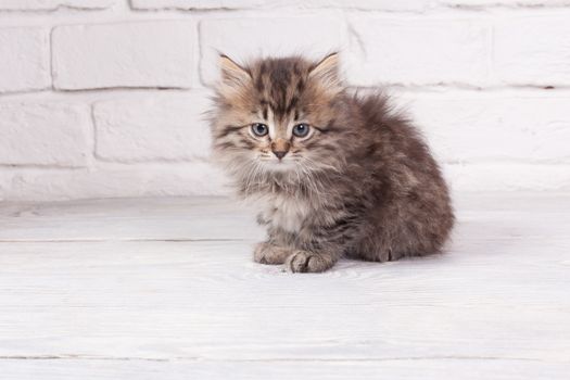 Studio shot of adorable young fluffy kitten