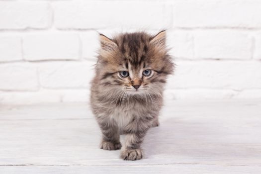 Studio shot of adorable young fluffy kitten