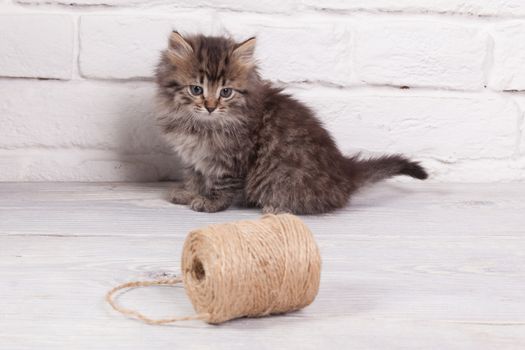 Studio shot of adorable young fluffy kitten