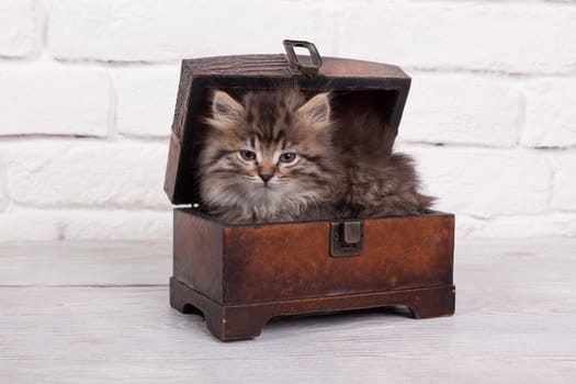 Studio shot of adorable young fluffy kitten sitting in a little chest