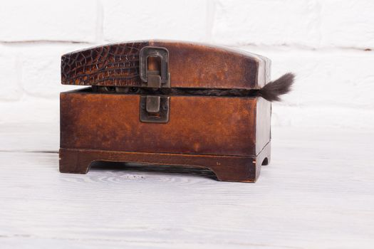 Studio shot of young kitten sitting in a little chest, only tail is visible