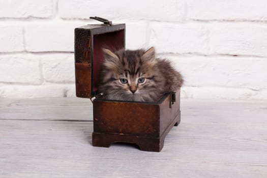 Studio shot of adorable young fluffy kitten sitting in a little chest