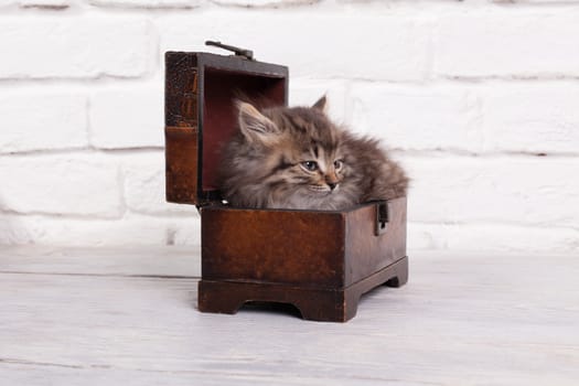 Studio shot of adorable young fluffy kitten sitting in a little chest