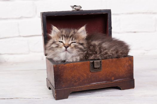 Studio shot of adorable young fluffy kitten slipping in a little chest