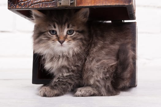 Studio shot of adorable young fluffy kitten hiding in a little chest